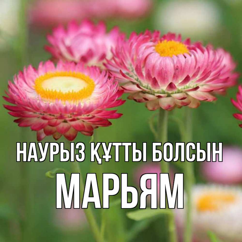 Открытка на каждый день с именем, Марьям Наурыз құтты болсын подарок на международный женский день Прикольная открытка с пожеланием онлайн скачать бесплатно 
