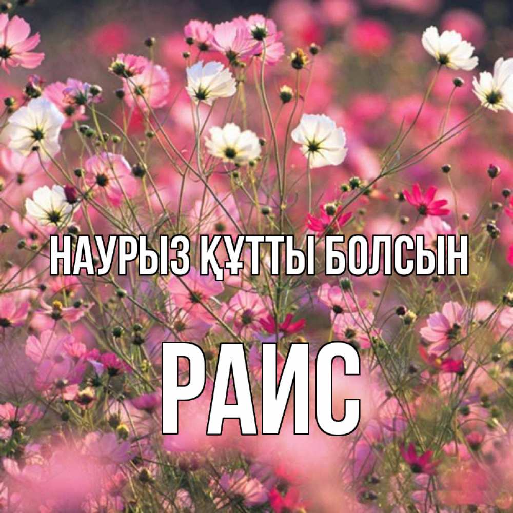 Открытка на каждый день с именем, Раис Наурыз құтты болсын красиво 1 Прикольная открытка с пожеланием онлайн скачать бесплатно 