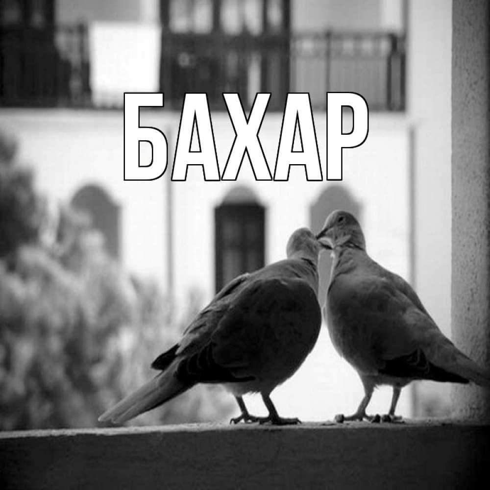 Открытка на каждый день с именем, Бахар Главная птицы на подоконнике Прикольная открытка с пожеланием онлайн скачать бесплатно 