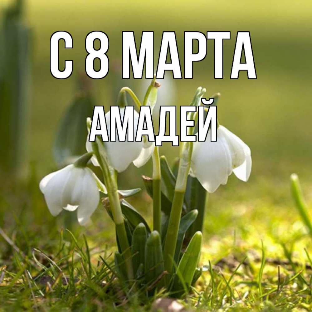 Открытка на каждый день с именем, Амадей С 8 МАРТА ранние цветы 2 Прикольная открытка с пожеланием онлайн скачать бесплатно 