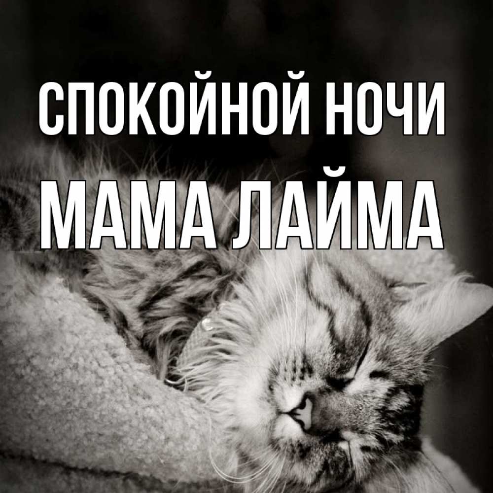 Открытка на каждый день с именем, Мама-Лайма Спокойной ночи котярик пушистый Прикольная открытка с пожеланием онлайн скачать бесплатно 