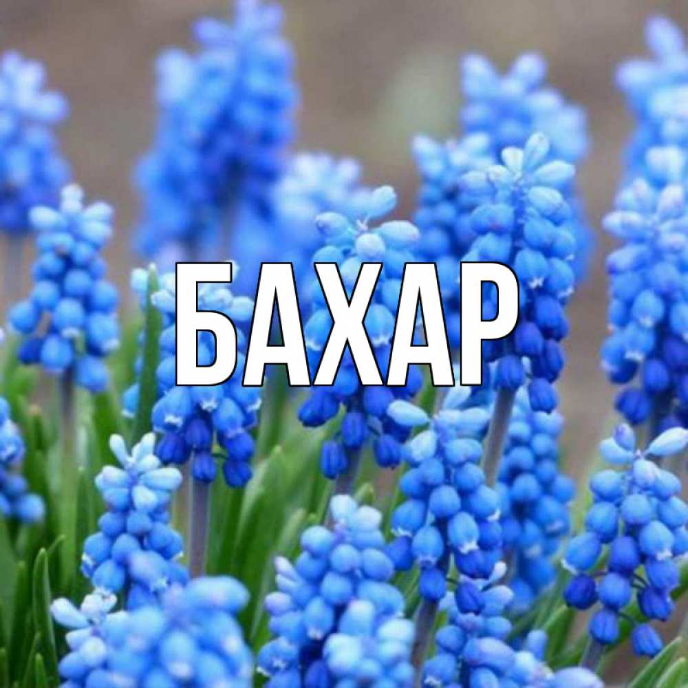 Открытка на каждый день с именем, Бахар Главная Поздравительная открытка для женщин с цветами на праздничную дату Прикольная открытка с пожеланием онлайн скачать бесплатно 