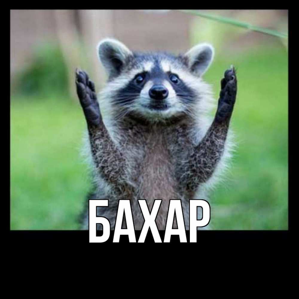 Открытка на каждый день с именем, Бахар Главная милые животные Прикольная открытка с пожеланием онлайн скачать бесплатно 