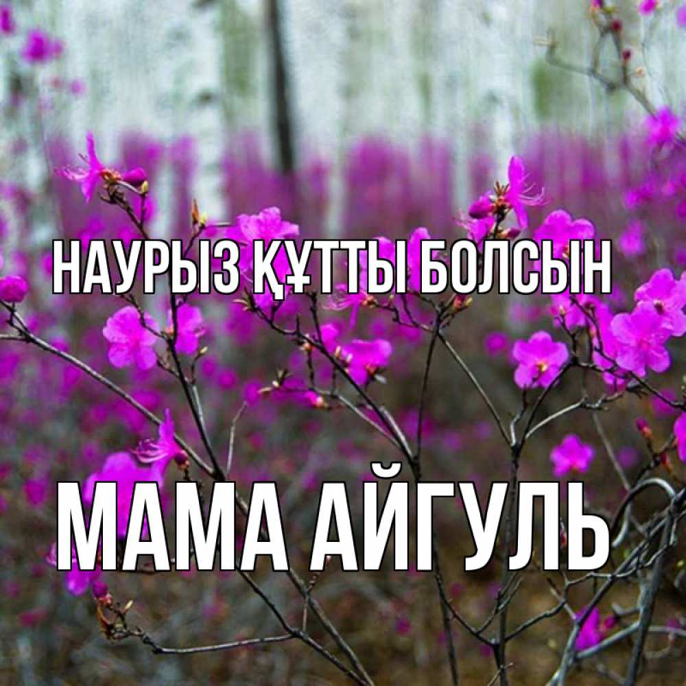 Открытка на каждый день с именем, Мама-Айгуль Наурыз құтты болсын дикие цветы Прикольная открытка с пожеланием онлайн скачать бесплатно 