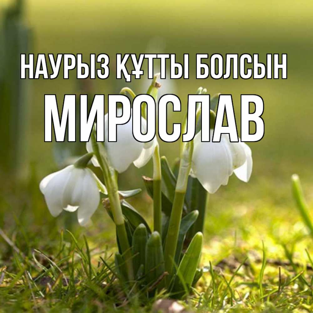 Открытка на каждый день с именем, Мирослав Наурыз құтты болсын ранние цветы 2 Прикольная открытка с пожеланием онлайн скачать бесплатно 
