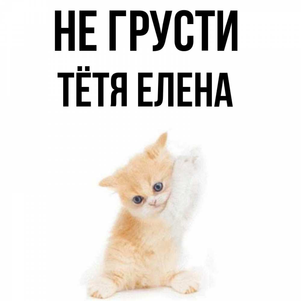 Открытка на каждый день с именем, Тётя-Елена Не грусти просящий кот Прикольная открытка с пожеланием онлайн скачать бесплатно 