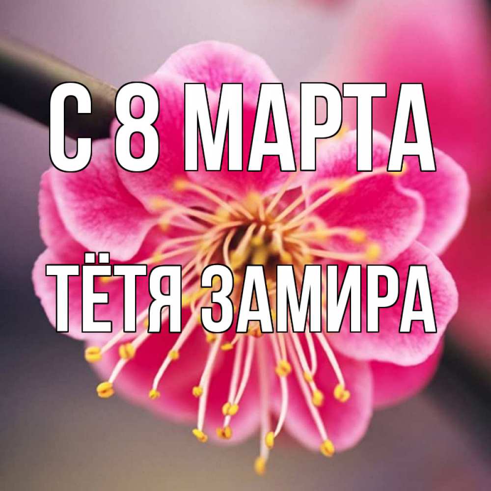 Открытка на каждый день с именем, Тётя-Замира С 8 МАРТА цветы Прикольная открытка с пожеланием онлайн скачать бесплатно 