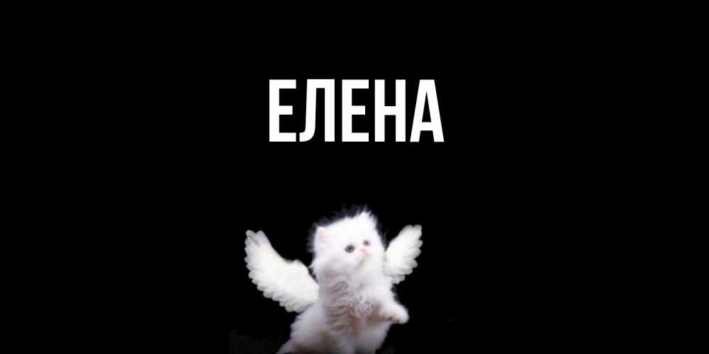 Открытка на каждый день с именем, Елена Главная Кот ангел Прикольная открытка с пожеланием онлайн скачать бесплатно 