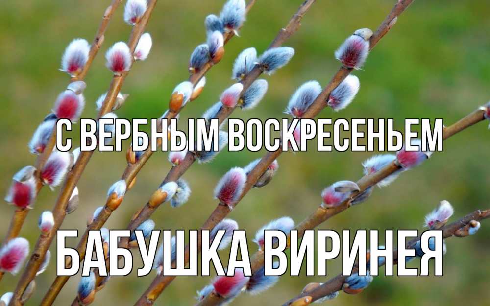 Открытка на каждый день с именем, Бабушка-Виринея С вербным воскресеньем верба Прикольная открытка с пожеланием онлайн скачать бесплатно 
