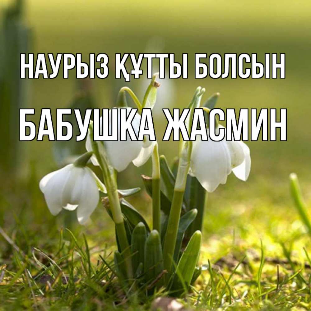 Открытка на каждый день с именем, Бабушка-Жасмин Наурыз құтты болсын ранние цветы 2 Прикольная открытка с пожеланием онлайн скачать бесплатно 