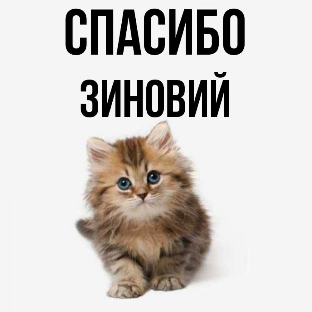Открытка на каждый день с именем, Зиновий Спасибо пушистый котик Прикольная открытка с пожеланием онлайн скачать бесплатно 