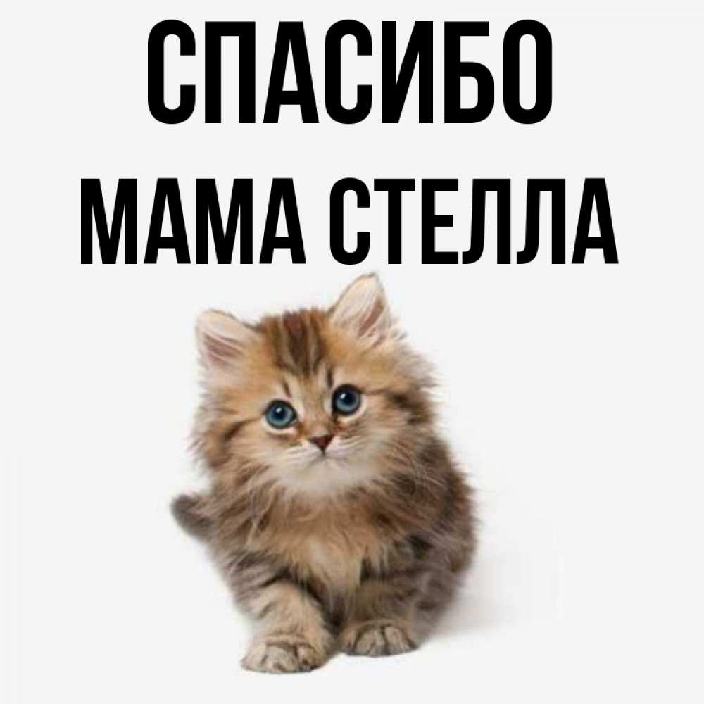 Открытка на каждый день с именем, Мама-Стелла Спасибо пушистый котик Прикольная открытка с пожеланием онлайн скачать бесплатно 