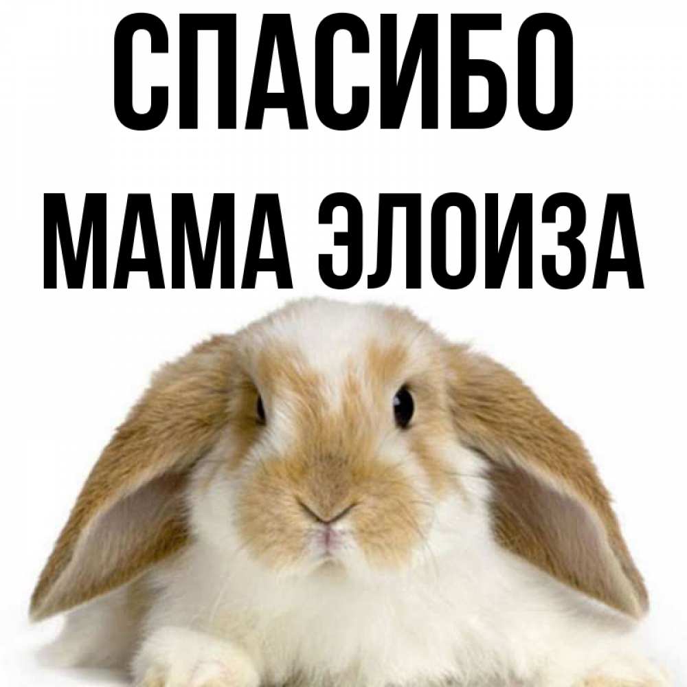 Открытка на каждый день с именем, Мама-Элоиза Спасибо коричнево белый заяц Прикольная открытка с пожеланием онлайн скачать бесплатно 