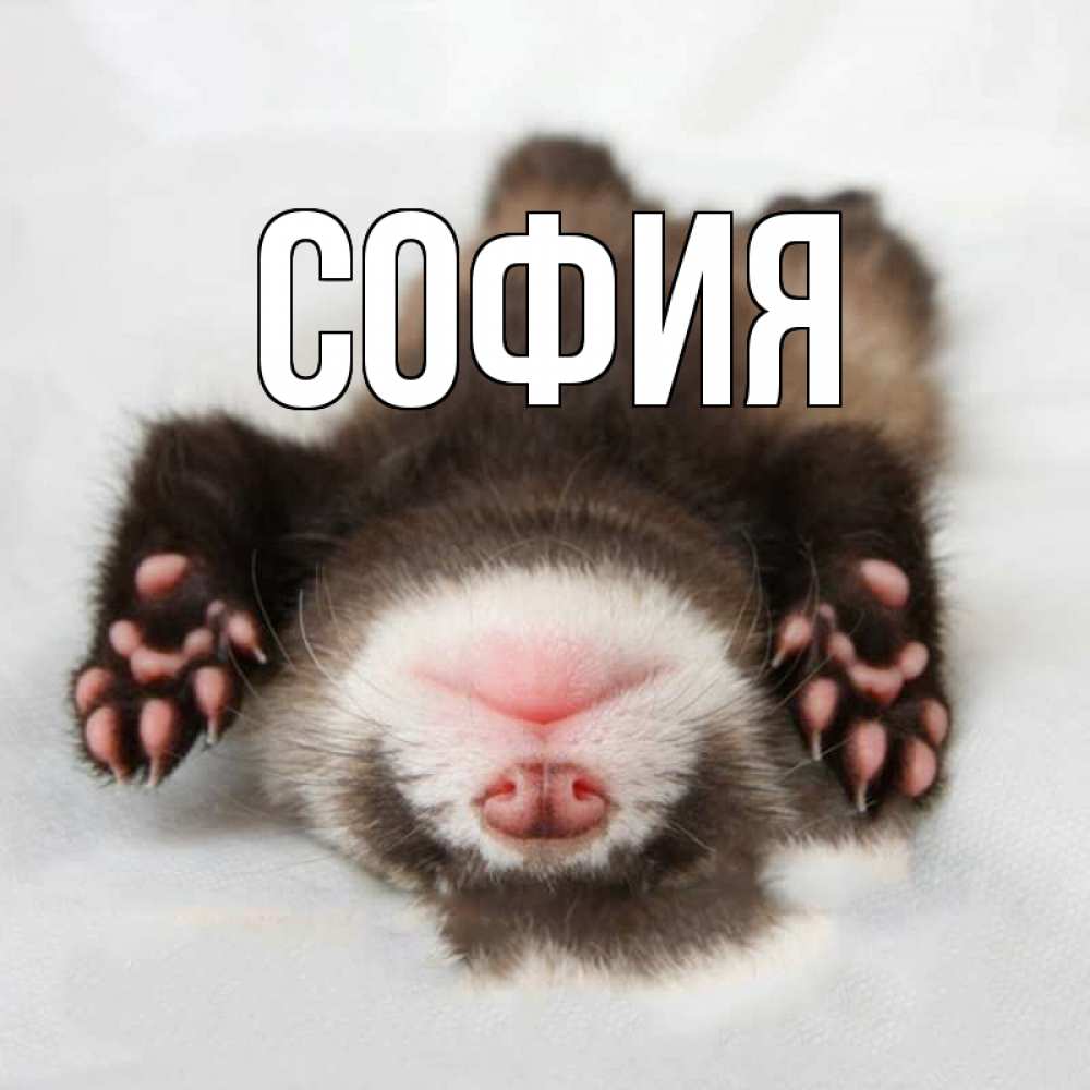 Открытка на каждый день с именем, София Главная зверек Прикольная открытка с пожеланием онлайн скачать бесплатно 