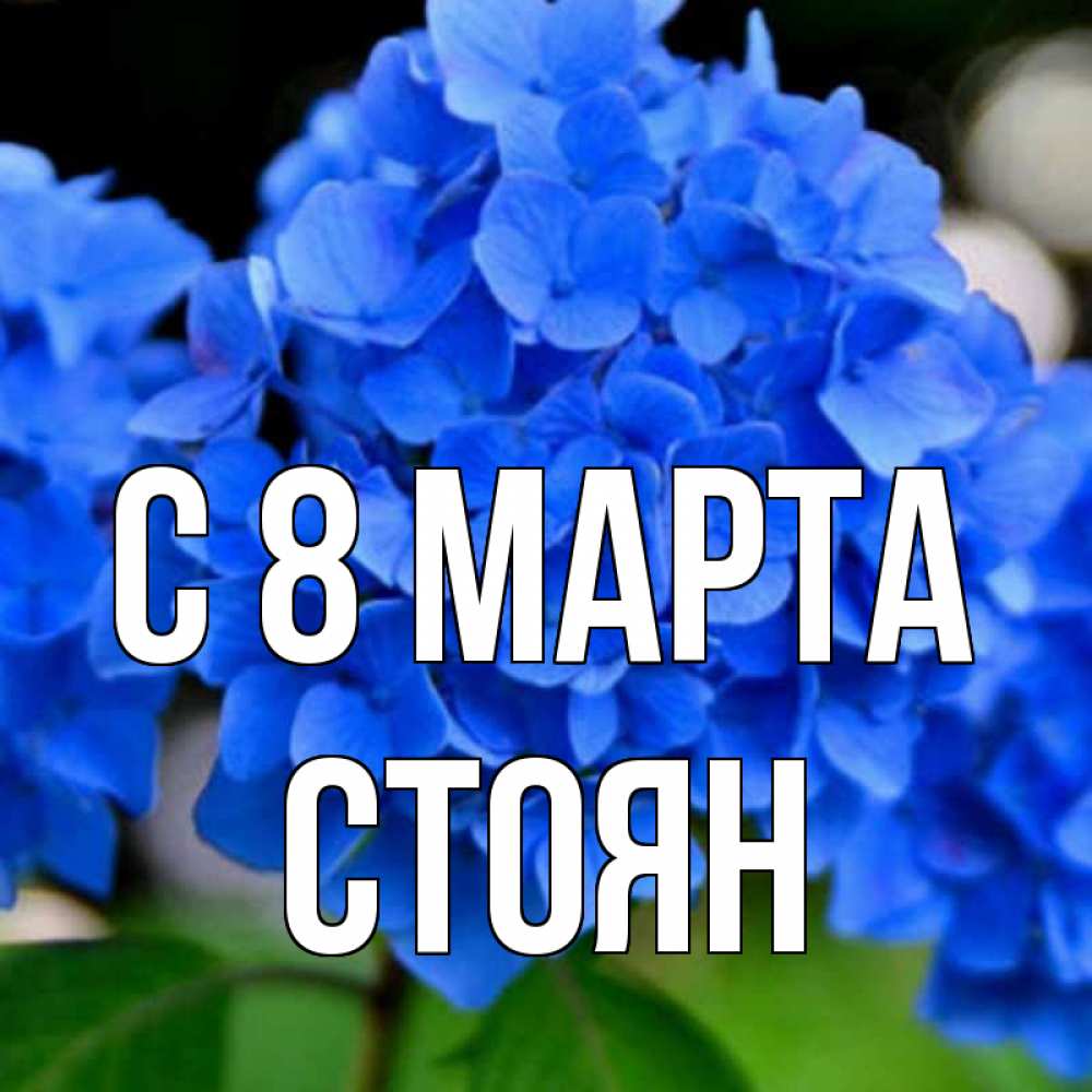 Открытка на каждый день с именем, Стоян С 8 МАРТА синие цветы Прикольная открытка с пожеланием онлайн скачать бесплатно 