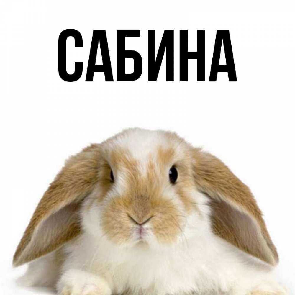 Открытка на каждый день с именем, Сабина Главная коричнево белый заяц Прикольная открытка с пожеланием онлайн скачать бесплатно 