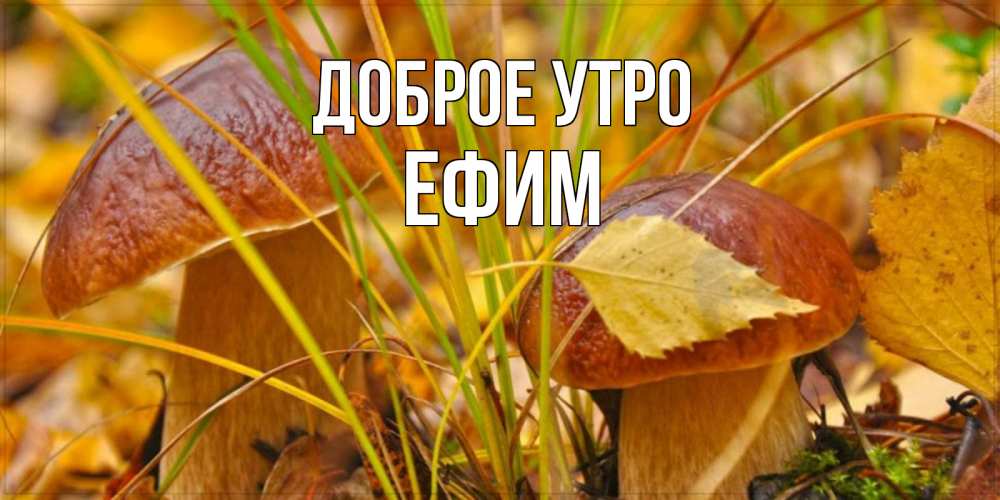 Открытка на каждый день с именем, Ефим Доброе утро осенние грибы Прикольная открытка с пожеланием онлайн скачать бесплатно 
