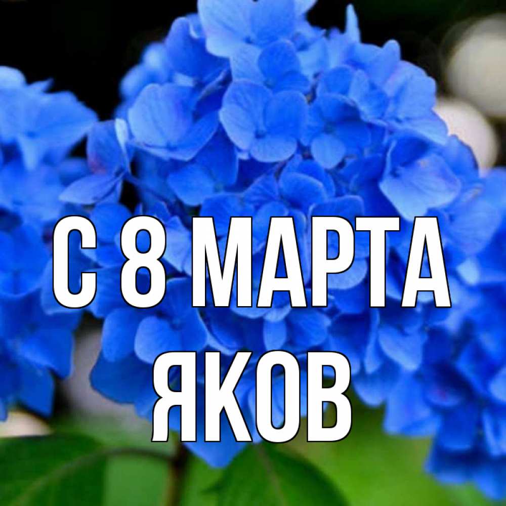 Открытка на каждый день с именем, Яков С 8 МАРТА синие цветы Прикольная открытка с пожеланием онлайн скачать бесплатно 