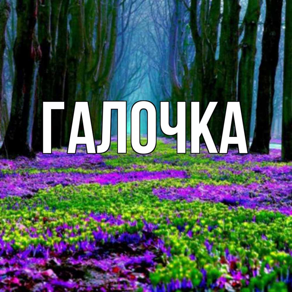Открытка на каждый день с именем, Галочка Главная фиолетовые цветы в лесу 1 Прикольная открытка с пожеланием онлайн скачать бесплатно 