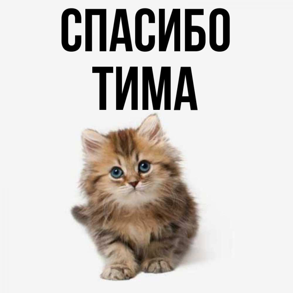 Котик Тим Картинки