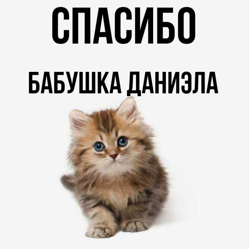 Открытка на каждый день с именем, Бабушка-Даниэла Спасибо пушистый котик Прикольная открытка с пожеланием онлайн скачать бесплатно 