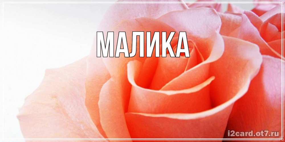Открытка на каждый день с именем, Малика Главная розы для поздравления с днем рождения Прикольная открытка с пожеланием онлайн скачать бесплатно 