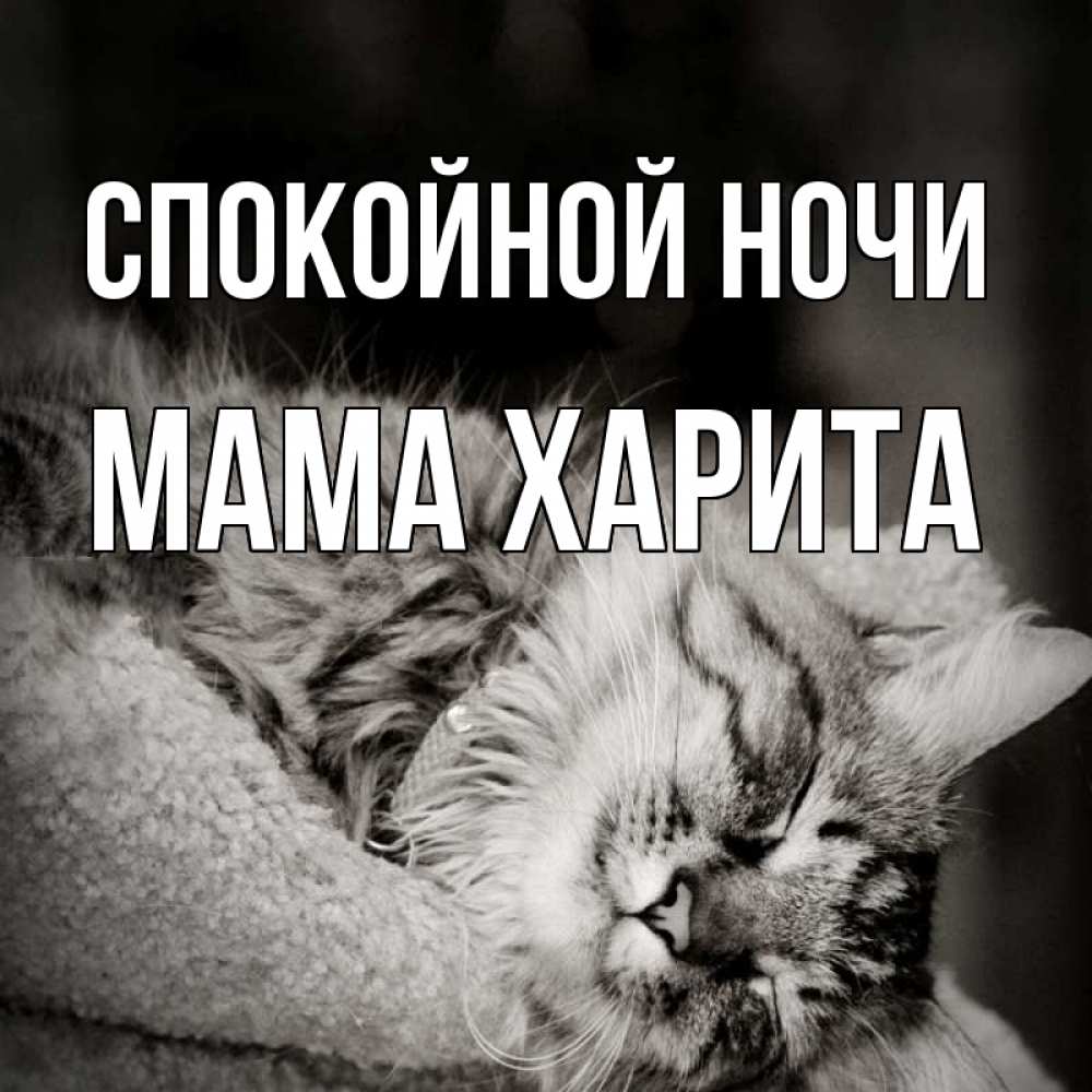 Открытка на каждый день с именем, Мама-Харита Спокойной ночи котярик пушистый Прикольная открытка с пожеланием онлайн скачать бесплатно 