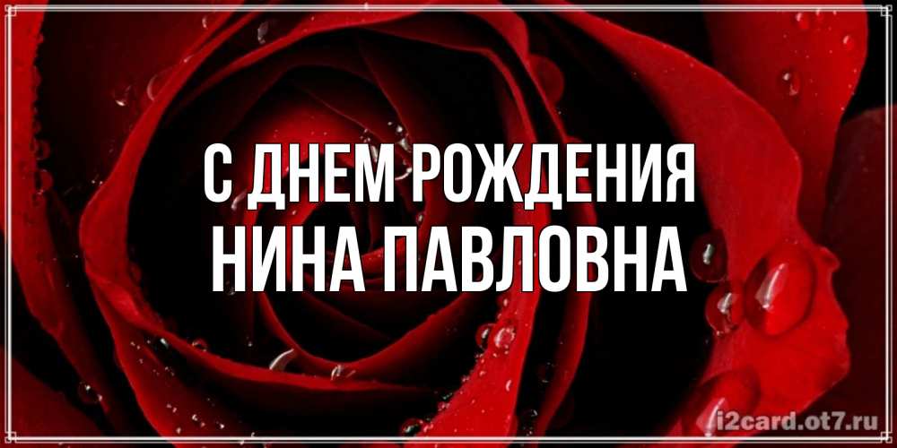 Открытка на каждый день с именем, Нина-Павловна С днем рождения крупная бордовая роза Прикольная открытка с пожеланием онлайн скачать бесплатно 