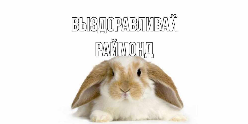 Открытка на каждый день с именем, Раймонд Выздоравливай вислоухий кролик белого и коричневого цвета Прикольная открытка с пожеланием онлайн скачать бесплатно 
