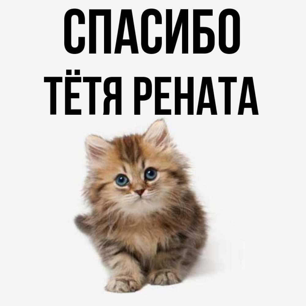 Открытка на каждый день с именем, Тётя-Рената Спасибо пушистый котик Прикольная открытка с пожеланием онлайн скачать бесплатно 