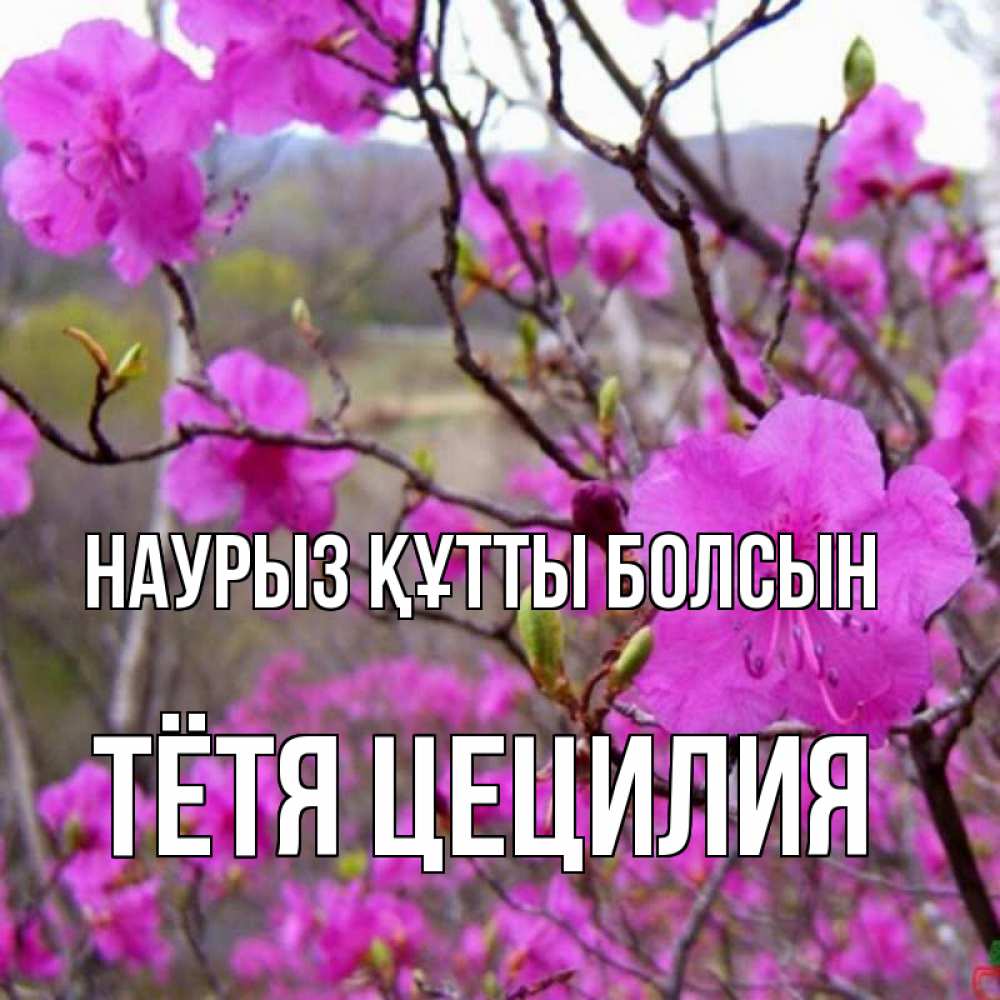 Открытка на каждый день с именем, Тётя-Цецилия Наурыз құтты болсын наурыз мейрамы кутты болсын Прикольная открытка с пожеланием онлайн скачать бесплатно 