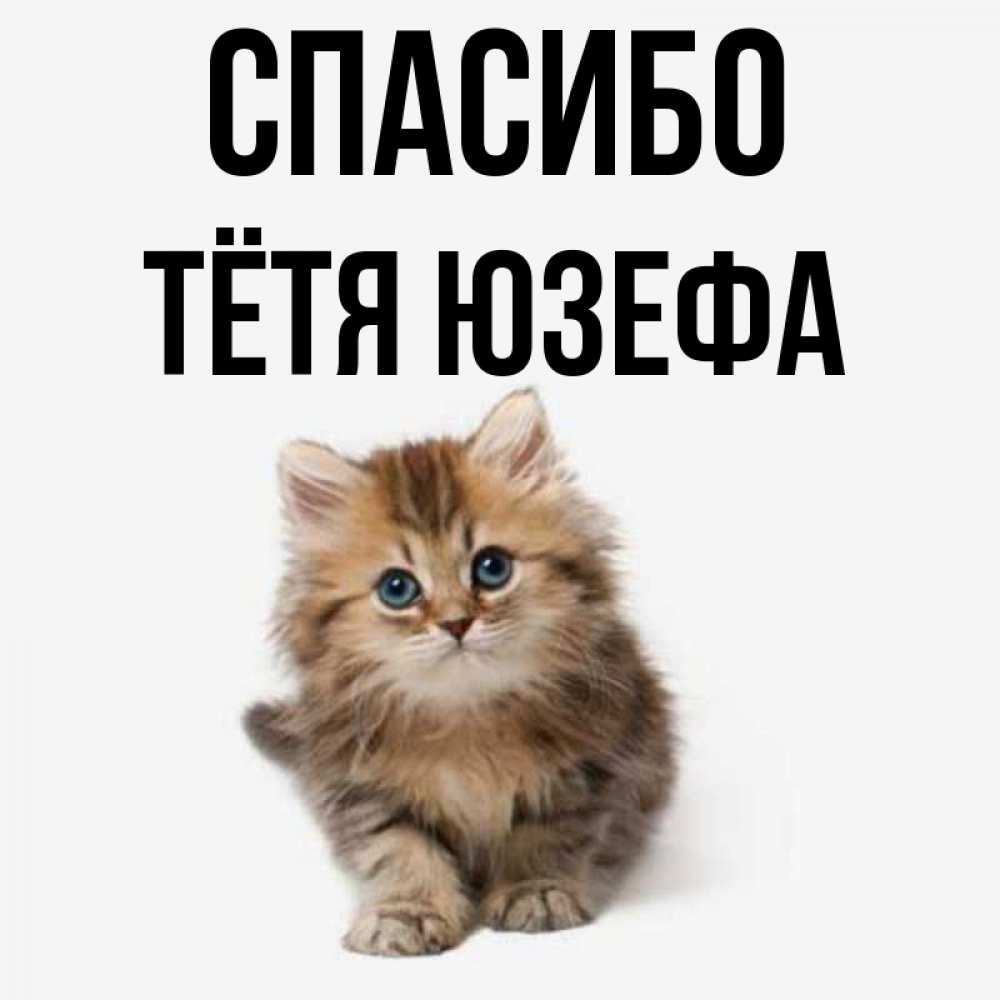 Открытка на каждый день с именем, Тётя-Юзефа Спасибо пушистый котик Прикольная открытка с пожеланием онлайн скачать бесплатно 