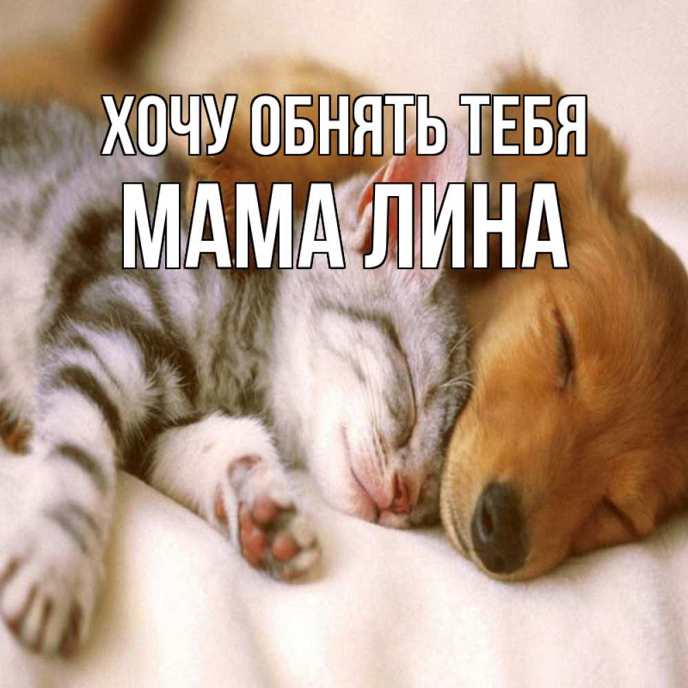 Открытка на каждый день с именем, Мама-Лина Хочу обнять тебя пес и котенок Прикольная открытка с пожеланием онлайн скачать бесплатно 