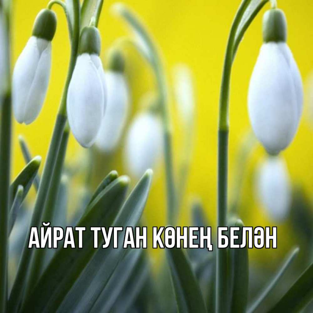 Открытка на каждый день с именем, Айрат-туган-көнең-белән Главная весенние цветы Прикольная открытка с пожеланием онлайн скачать бесплатно 