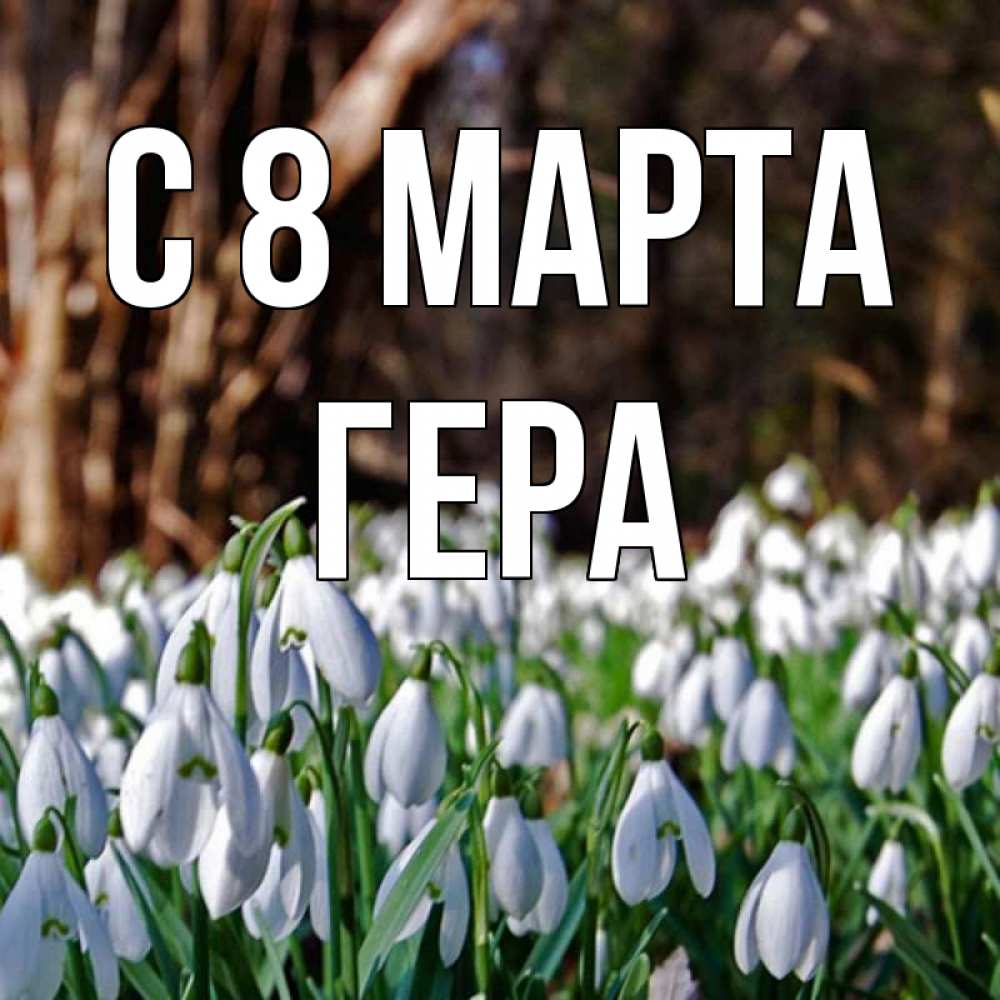 Открытка на каждый день с именем, Гера С 8 МАРТА с подснежниками 1 Прикольная открытка с пожеланием онлайн скачать бесплатно 