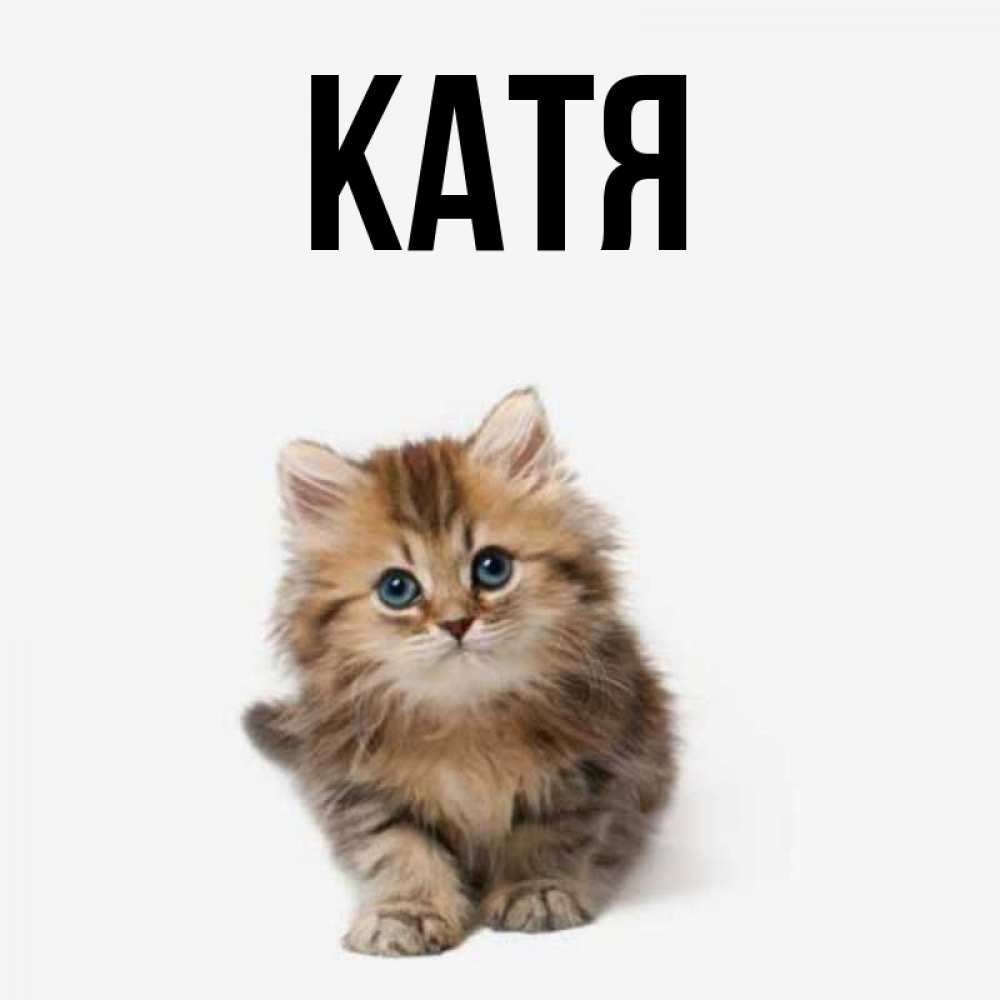 Открытка на каждый день с именем, Катя Главная пушистый котик Прикольная открытка с пожеланием онлайн скачать бесплатно 
