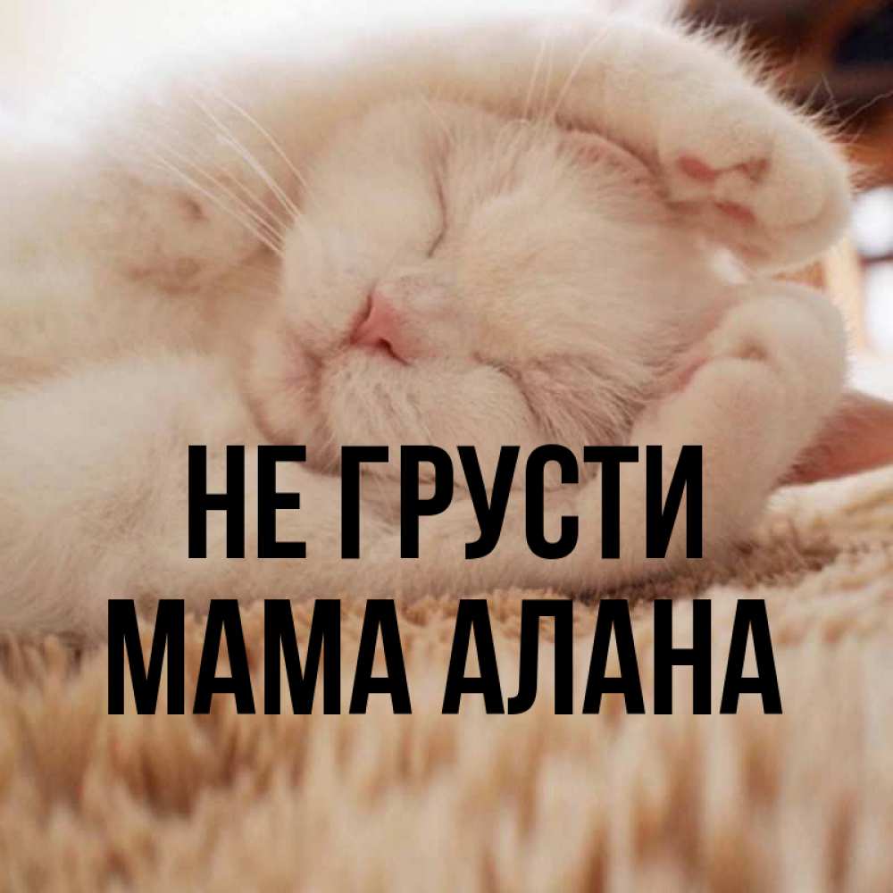 Открытка на каждый день с именем, Мама-Алана Не грусти Котенок спит Прикольная открытка с пожеланием онлайн скачать бесплатно 