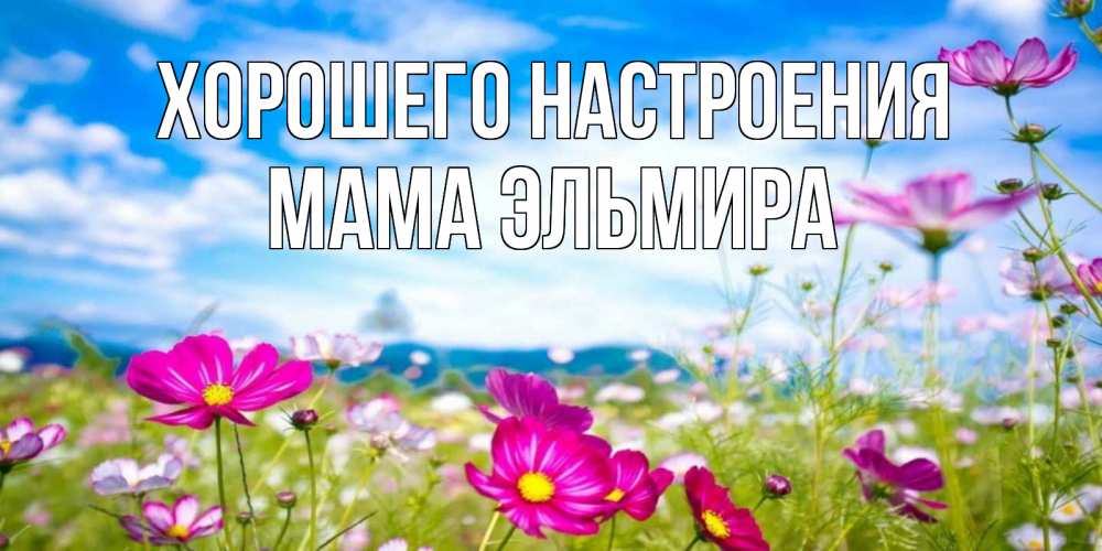 Открытка на каждый день с именем, Мама-Эльмира Хорошего настроения поле цветов Прикольная открытка с пожеланием онлайн скачать бесплатно 