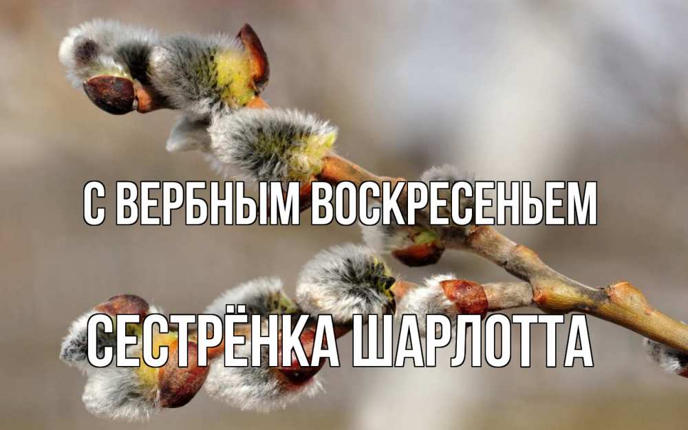 Открытка на каждый день с именем, Сестрёнка-Шарлотта С вербным воскресеньем Верба Прикольная открытка с пожеланием онлайн скачать бесплатно 