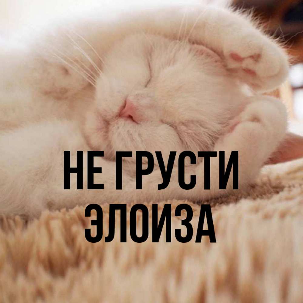 Открытка на каждый день с именем, Элоиза Не грусти Котенок спит Прикольная открытка с пожеланием онлайн скачать бесплатно 