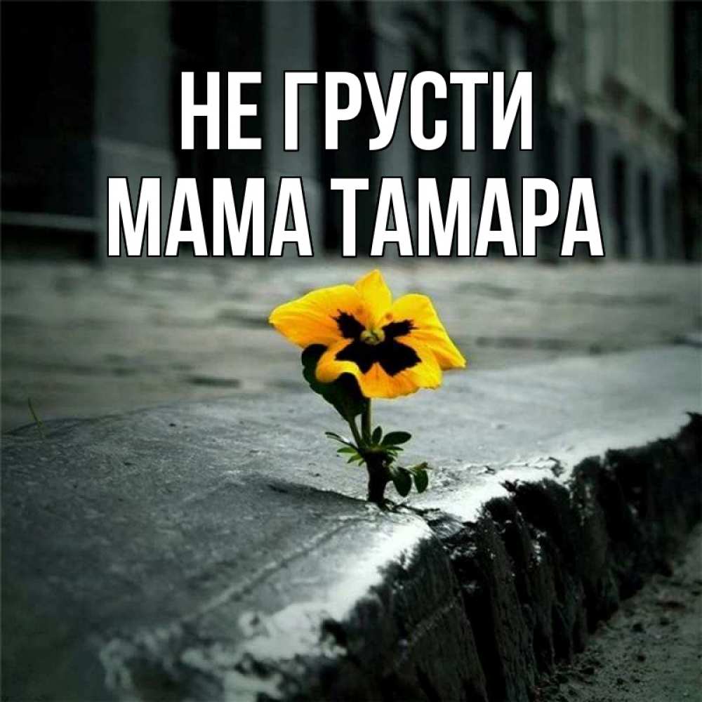 Открытка на каждый день с именем, Мама-Тамара Не грусти не сдавайся Прикольная открытка с пожеланием онлайн скачать бесплатно 