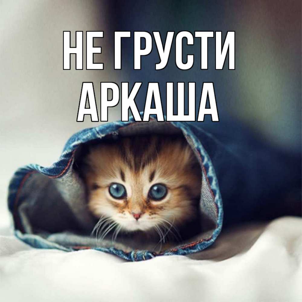 Открытка на каждый день с именем, Аркаша Не грусти кот в одежде Прикольная открытка с пожеланием онлайн скачать бесплатно 