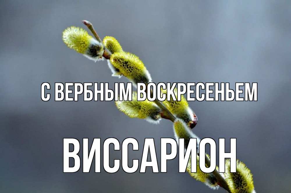 Открытка на каждый день с именем, Виссарион С вербным воскресеньем верба Прикольная открытка с пожеланием онлайн скачать бесплатно 