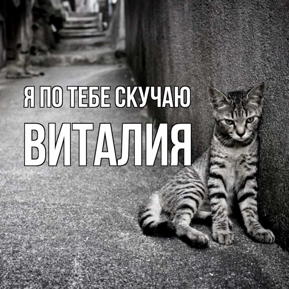 Открытка на каждый день с именем, Виталия Я по тебе скучаю одиноко котику Прикольная открытка с пожеланием онлайн скачать бесплатно 
