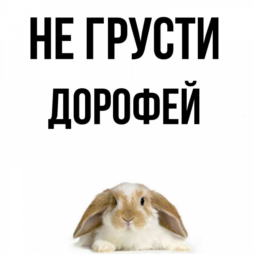 Открытка на каждый день с именем, Дорофей Не грусти коричнево белый заяц с большими ушками Прикольная открытка с пожеланием онлайн скачать бесплатно 