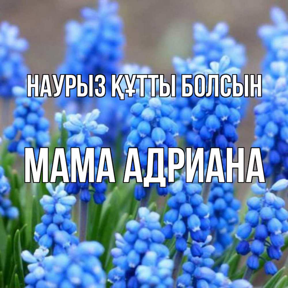 Открытка на каждый день с именем, Мама-Адриана Наурыз құтты болсын Поздравительная открытка для женщин с цветами на праздничную дату Прикольная открытка с пожеланием онлайн скачать бесплатно 