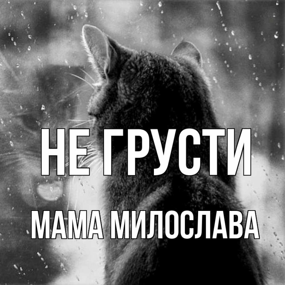 Открытка на каждый день с именем, Мама-Милослава Не грусти отражение кота 1 Прикольная открытка с пожеланием онлайн скачать бесплатно 
