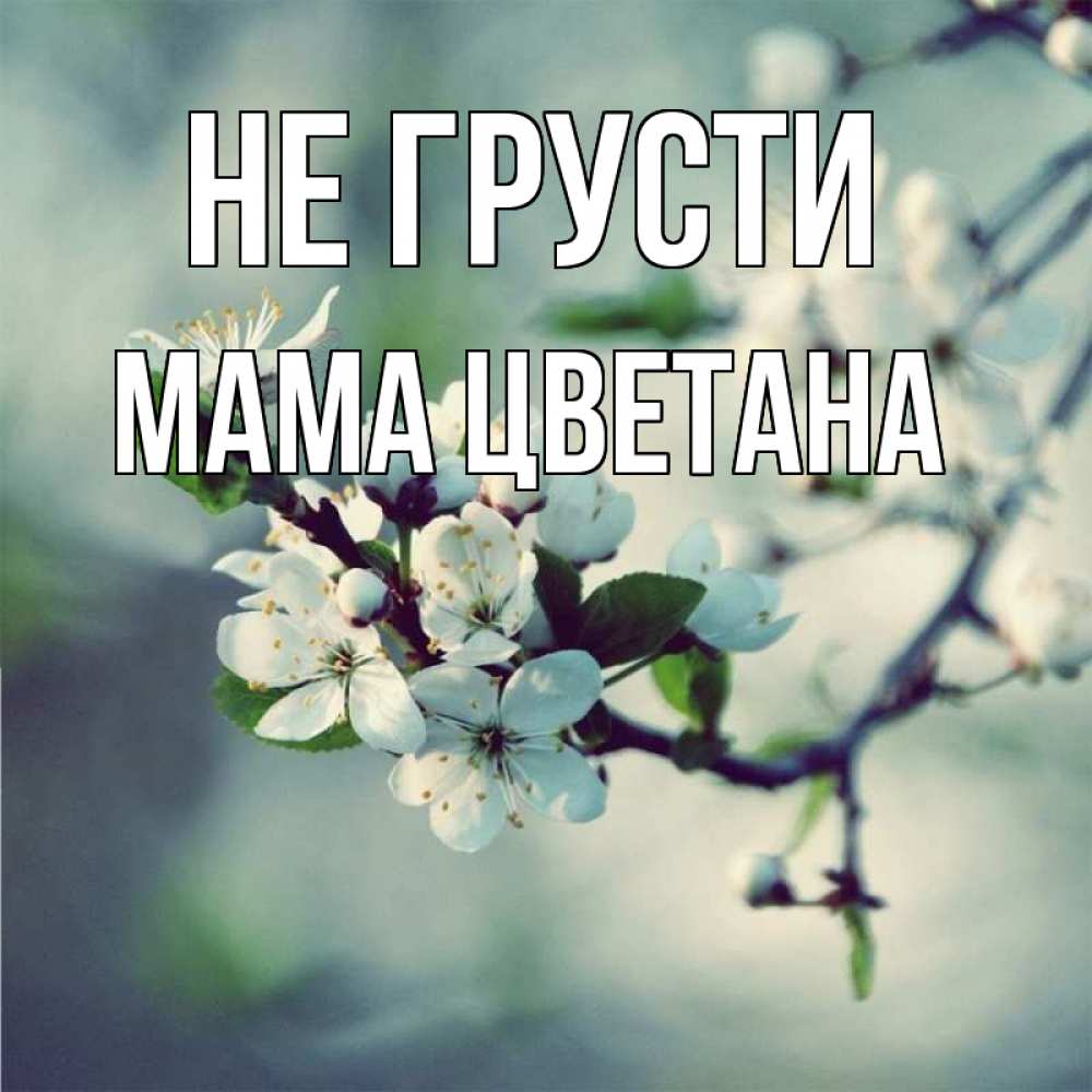 Открытка на каждый день с именем, Мама-Цветана Не грусти яблоня в цвету 1 Прикольная открытка с пожеланием онлайн скачать бесплатно 