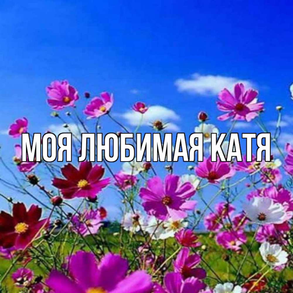 Открытка на каждый день с именем, Моя-любимая-Катя Главная цветы Прикольная открытка с пожеланием онлайн скачать бесплатно 