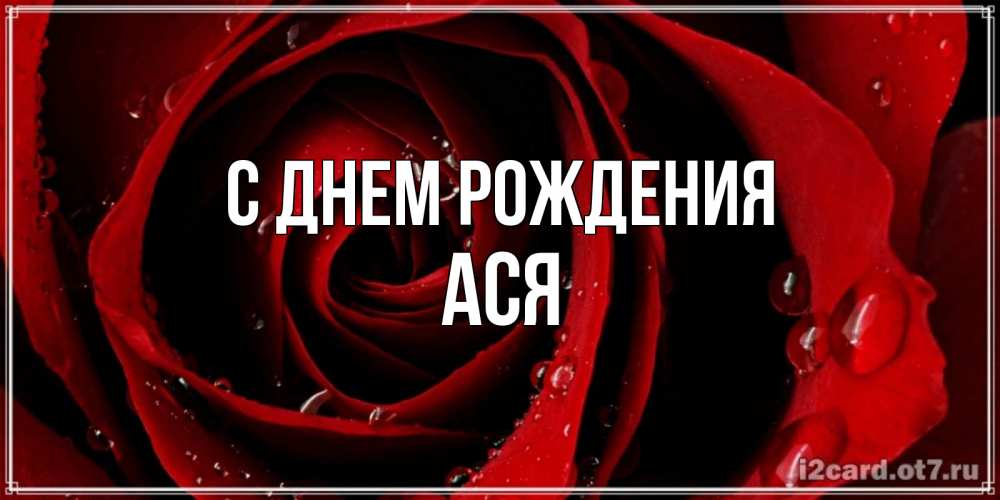 Открытка на каждый день с именем, ася С днем рождения крупная бордовая роза Прикольная открытка с пожеланием онлайн скачать бесплатно 